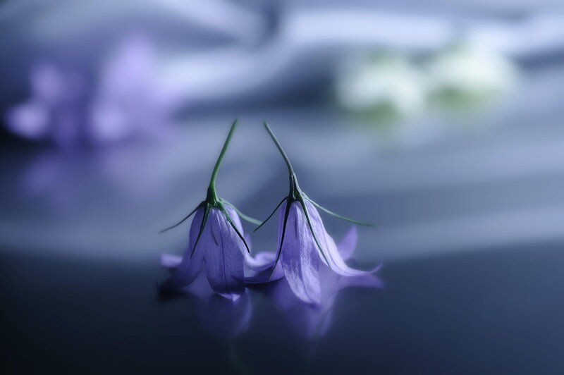 Two Purple Bell Flowers
