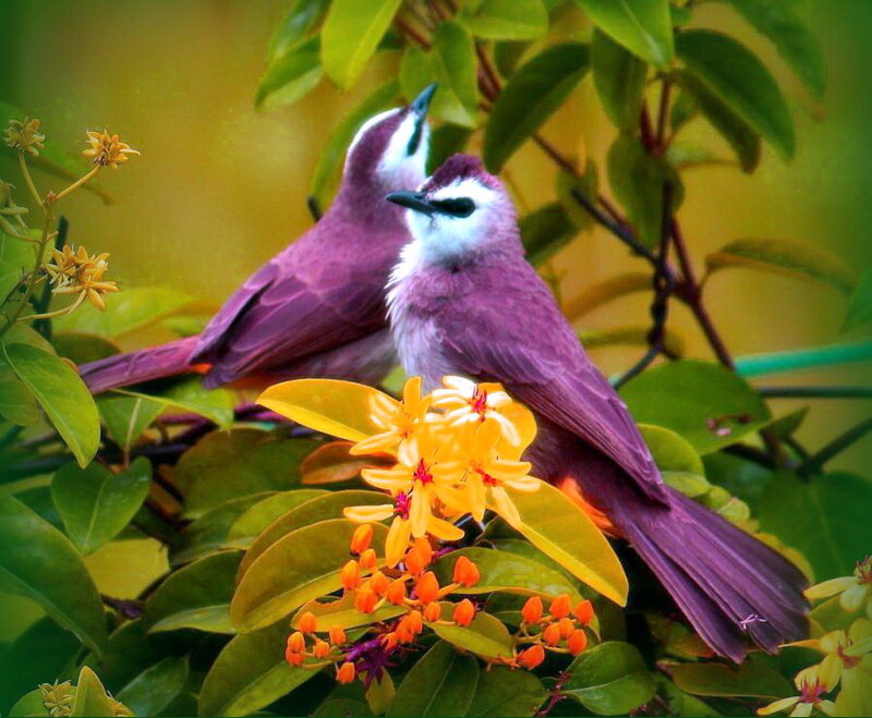 Two Purple Birds on Branch