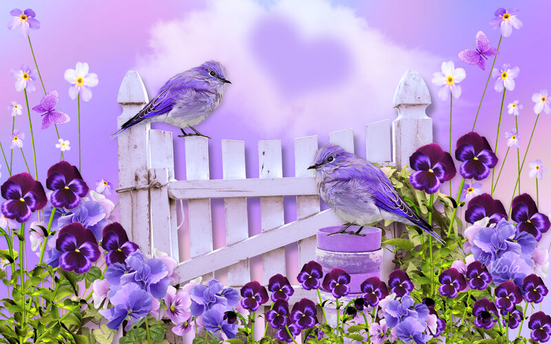 Two Purple Birds on Fence