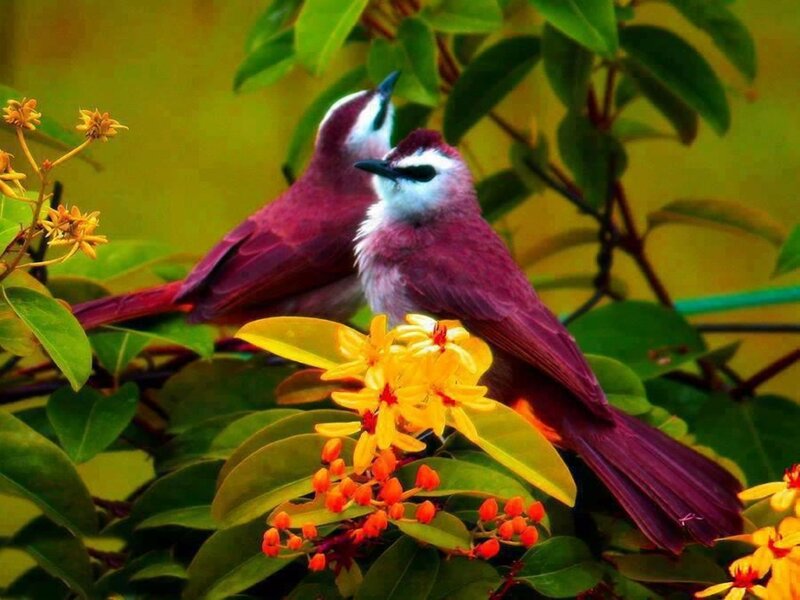 Two Purple Birds on Flowers — Serene