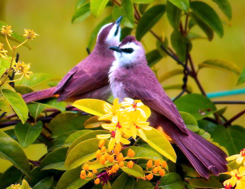 Two Purple Birds on Flowers