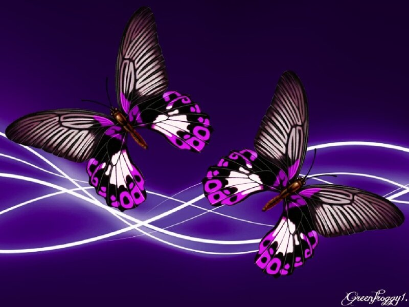 Two Purple Butterflies — Dreamy