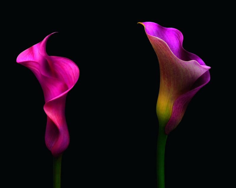 Two Purple Calla Lilies