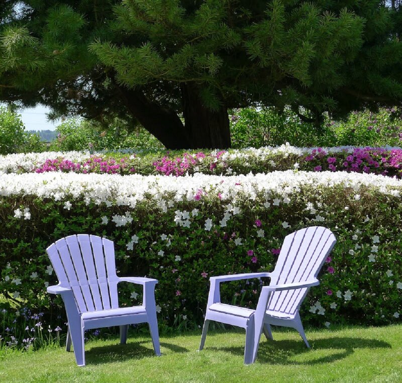 Two Purple Chairs