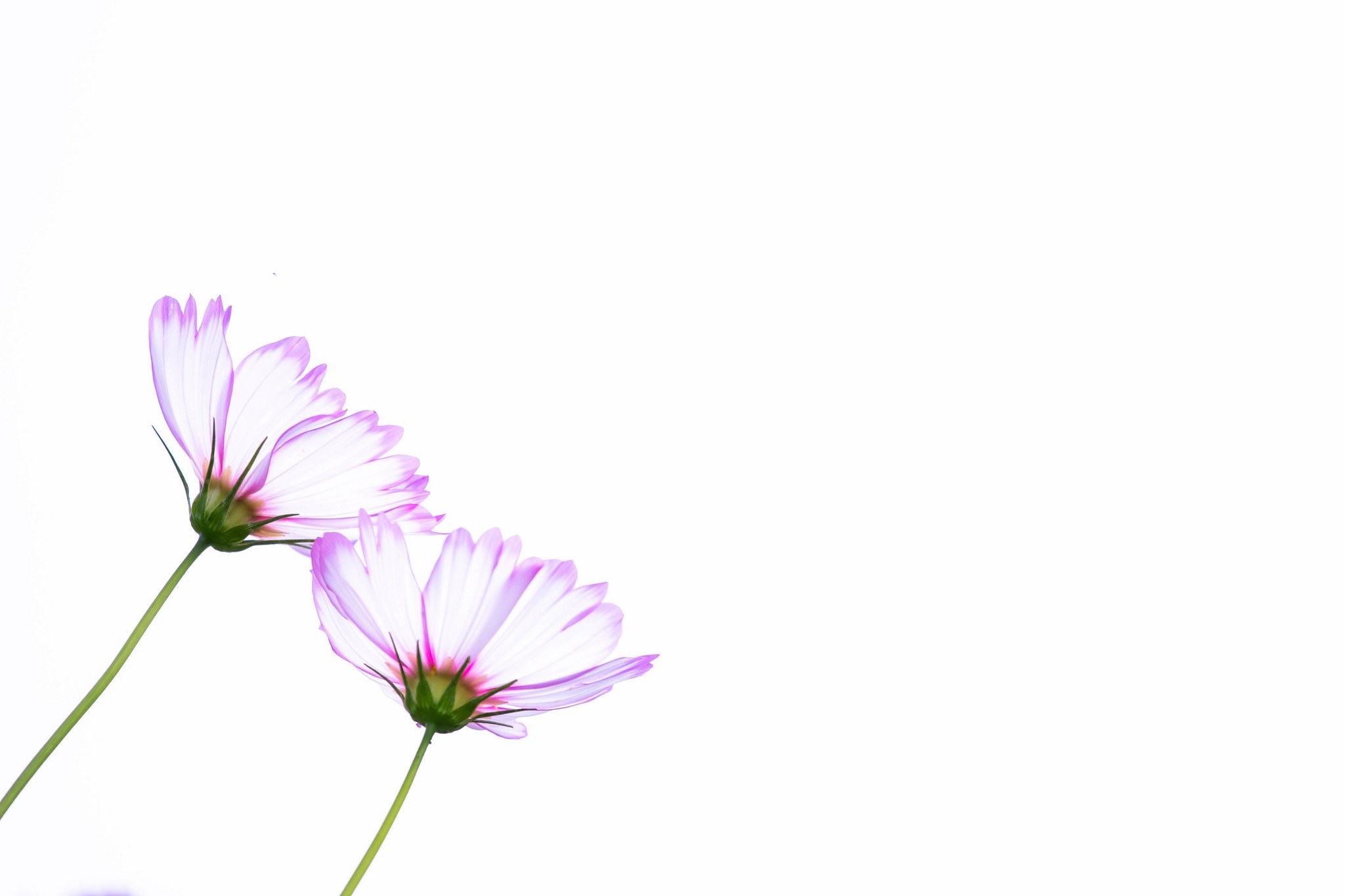 Two purple cosmos flowers