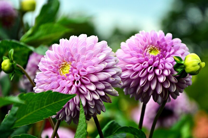 Two Purple Dahlias — Serene