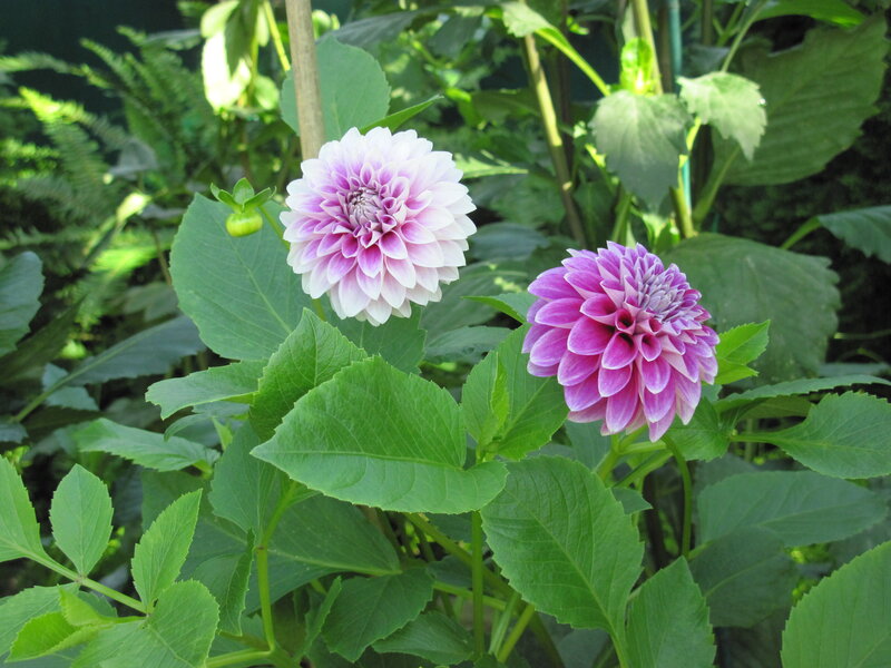 Two Purple Dahlias