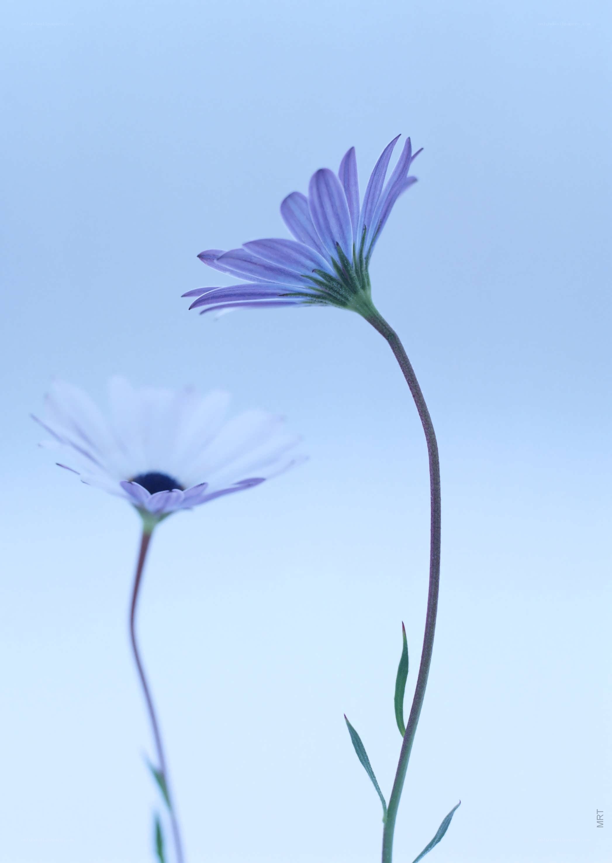 Two purple daisies against blue sky