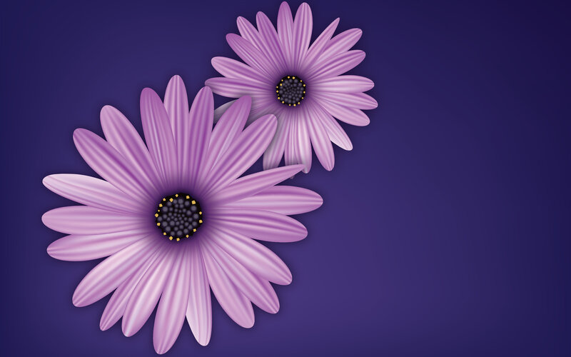 Two Purple Daisies — Calm, Digital Art