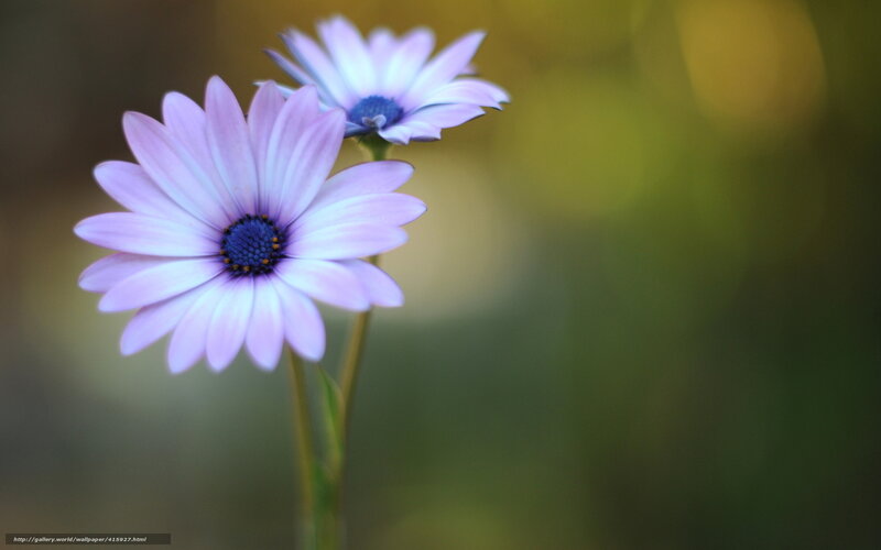 Two Purple Daisies — Serene