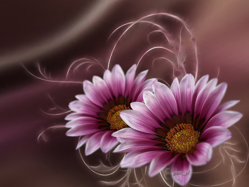 Two Purple Daisies