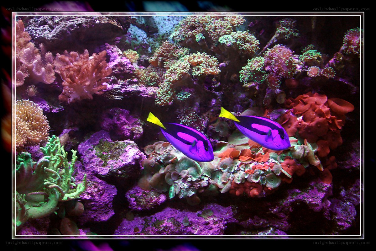 Two purple fish in coral reef