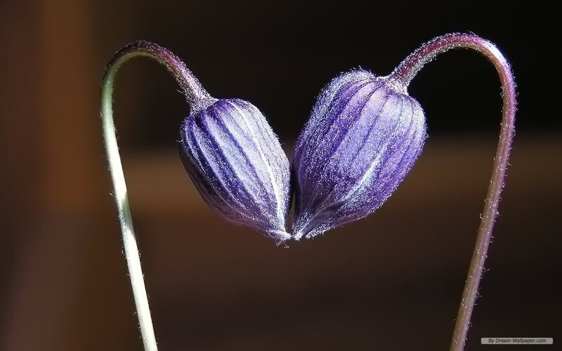 Two Purple Flower Buds