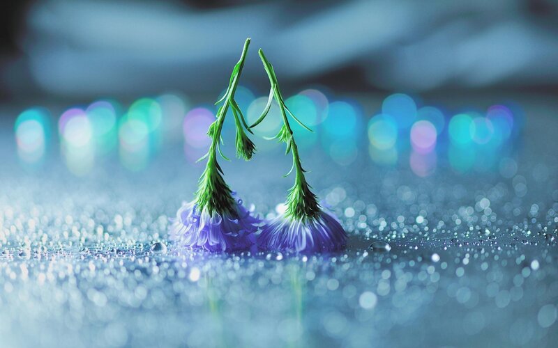 Two Purple Flowers — Blue, Serene