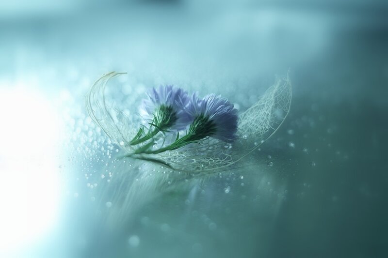 Two Purple Flowers — Blue