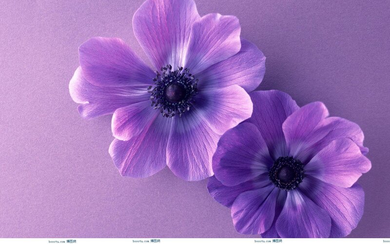 Two Purple Flowers — Calm, Photograph, Flower