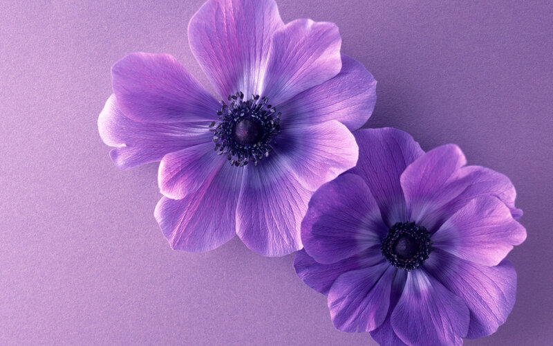 Two Purple Flowers — Calm, Photograph, Petals, Center, Lavender