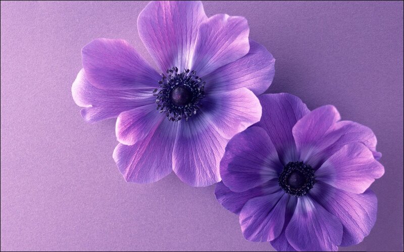 Two Purple Flowers — Calm, Photograph, Petals