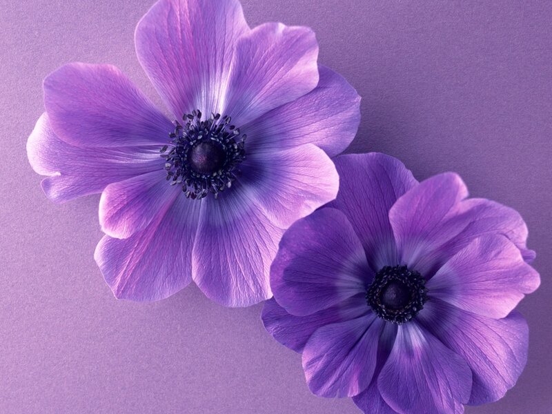 Two Purple Flowers — Calm, Photograph