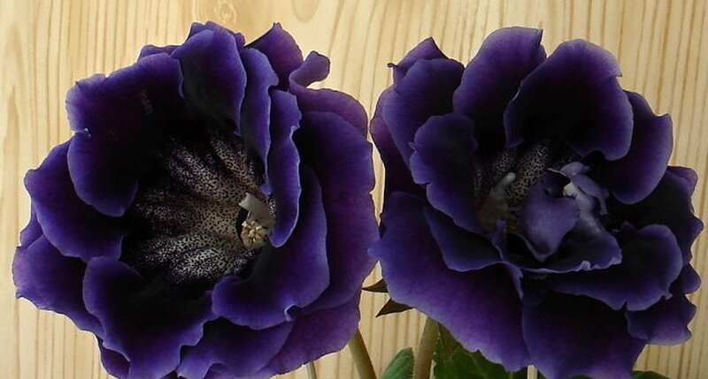 Two Purple Flowers — Calm, Photograph, Wooden Surface