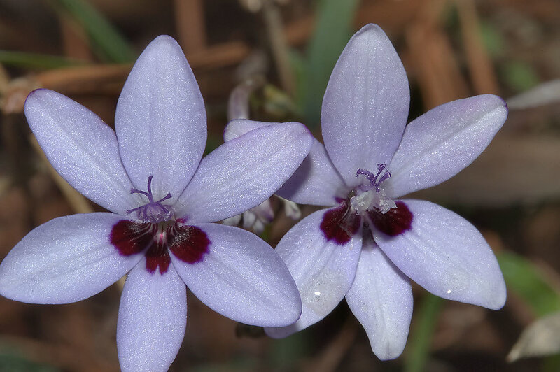 Two Purple Flowers — Calm