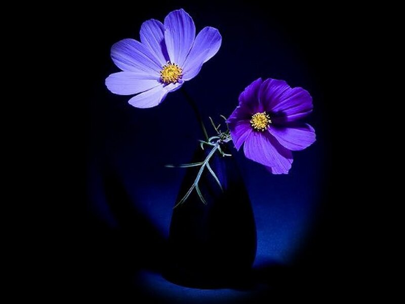 Two Purple Flowers — Dramatic, Night, Photograph