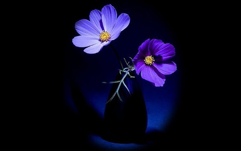 Two Purple Flowers — Dramatic, Night