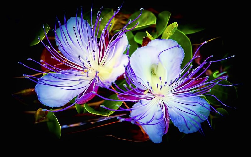 Two Purple Flowers — Dramatic, Photograph, Leaves