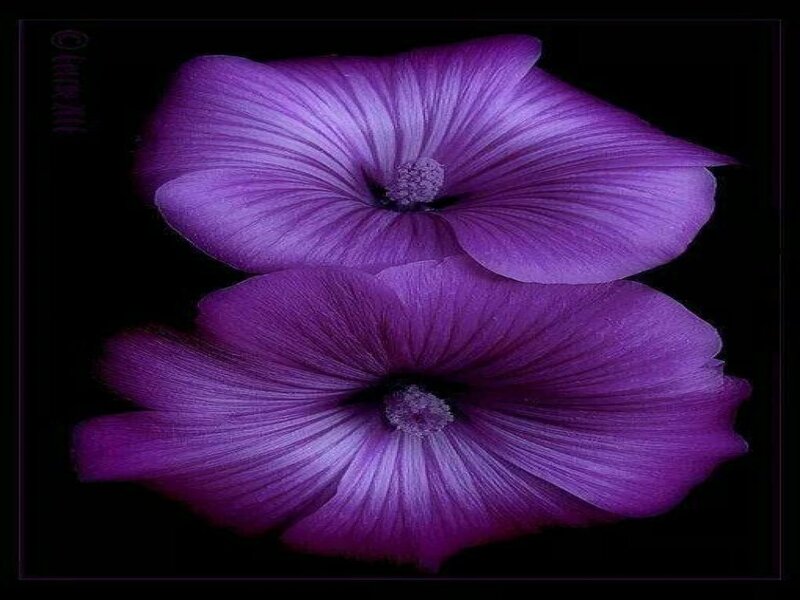 Two Purple Flowers — Dramatic, Photograph, Petals