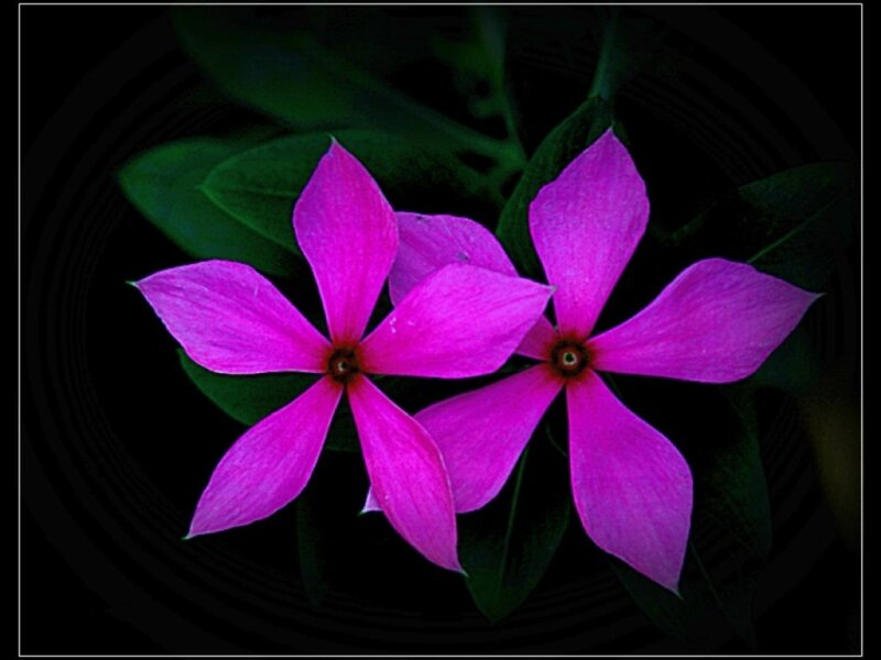 Two Purple Flowers — Dramatic