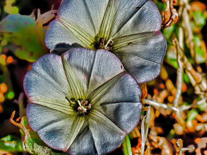 Two Purple Flowers — Natural