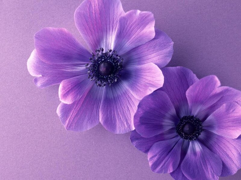 Two purple flowers on a purple background