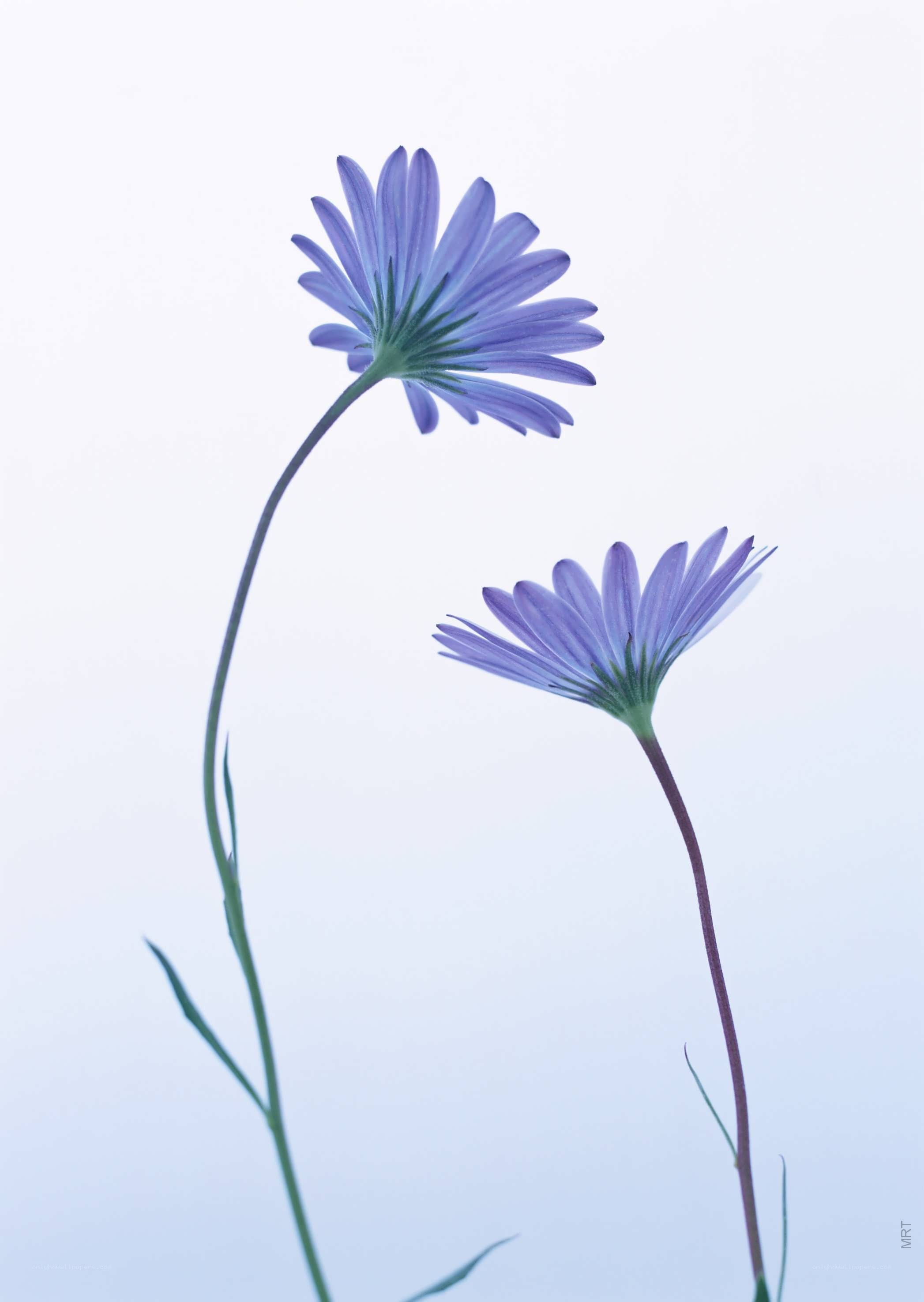 Two purple flowers on stems