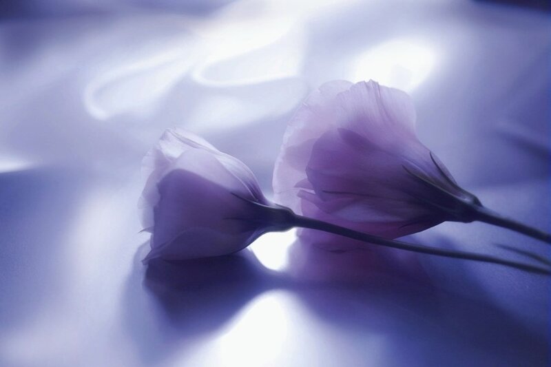Two Purple Flowers — Serene, Photograph, Flower