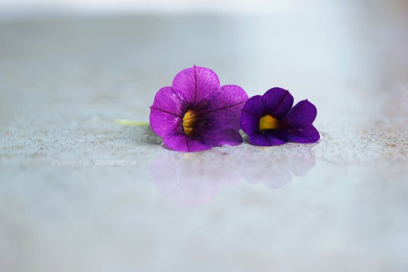 Two Purple Flowers — Serene, Photograph