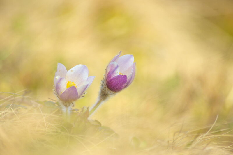 Two Purple Flowers — Serene, Spring
