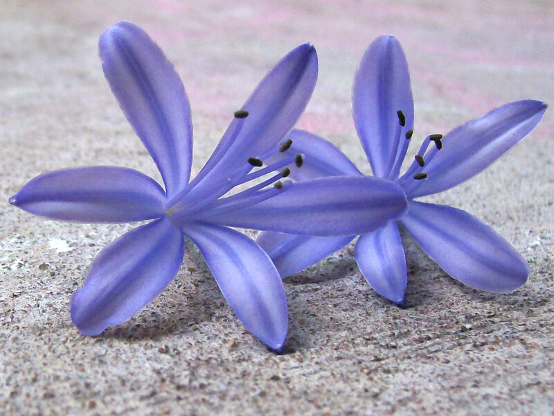 Two Purple Flowers