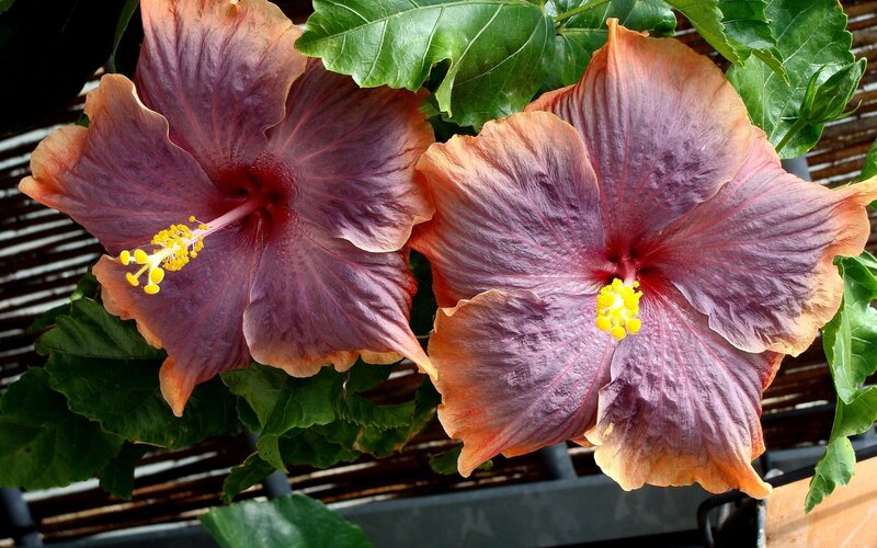 Two Purple Hibiscus Flowers — Natural