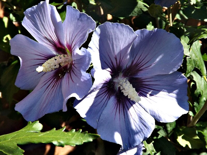 Two Purple Hibiscus Flowers