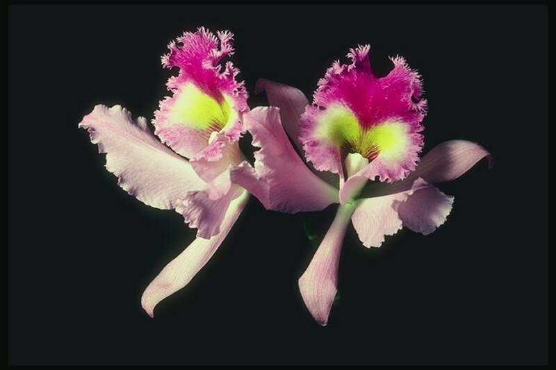 Two Purple Orchid Flowers