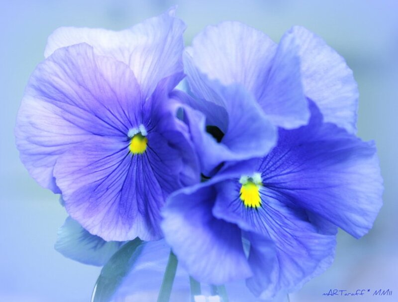 Two Purple Pansies