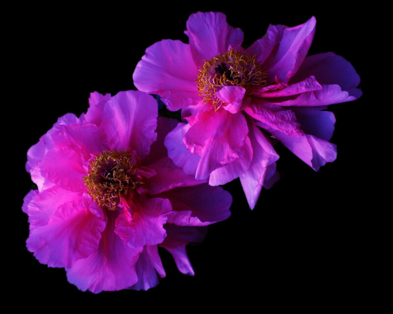 Two Purple Peonies