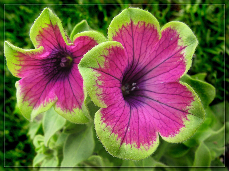 Two Purple Petunia Flowers