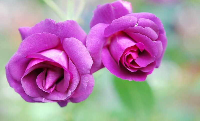 Two Purple Roses — Calm, Photograph