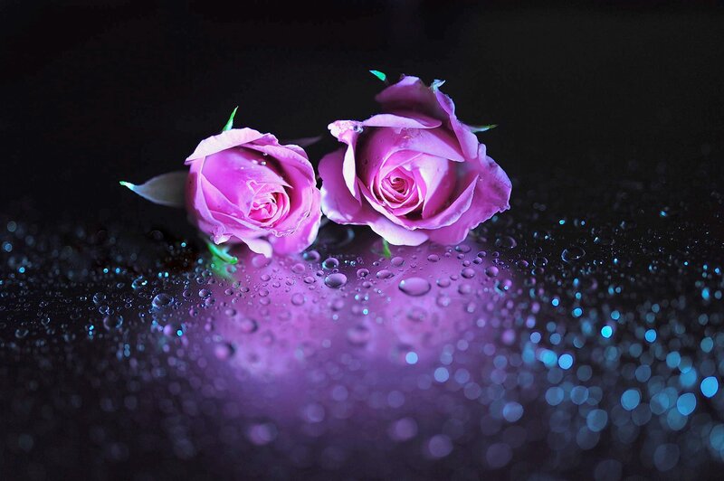Two Purple Roses — Dramatic, Night