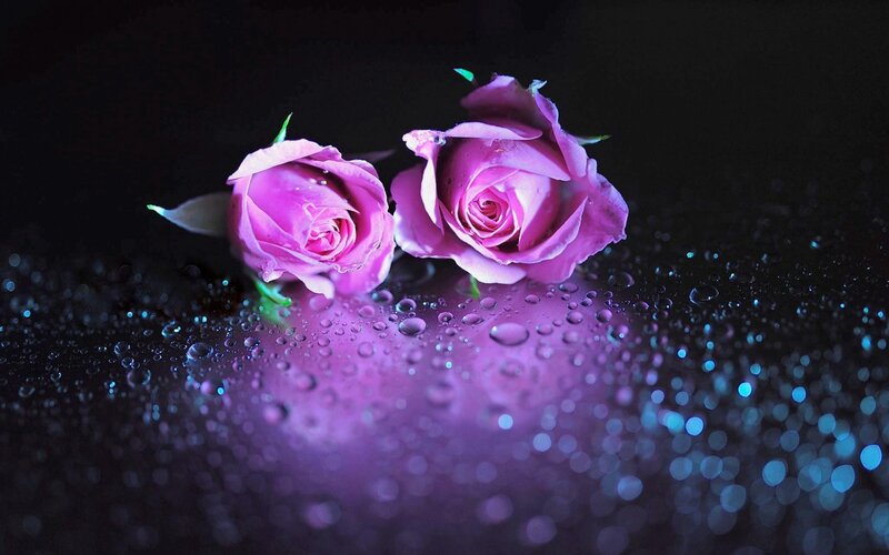 Two Purple Roses — Dramatic, Photograph, Drops, Dark Surface, Light