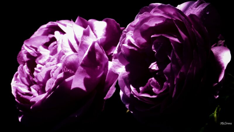 Two Purple Roses — Dramatic, Photograph, Flowers