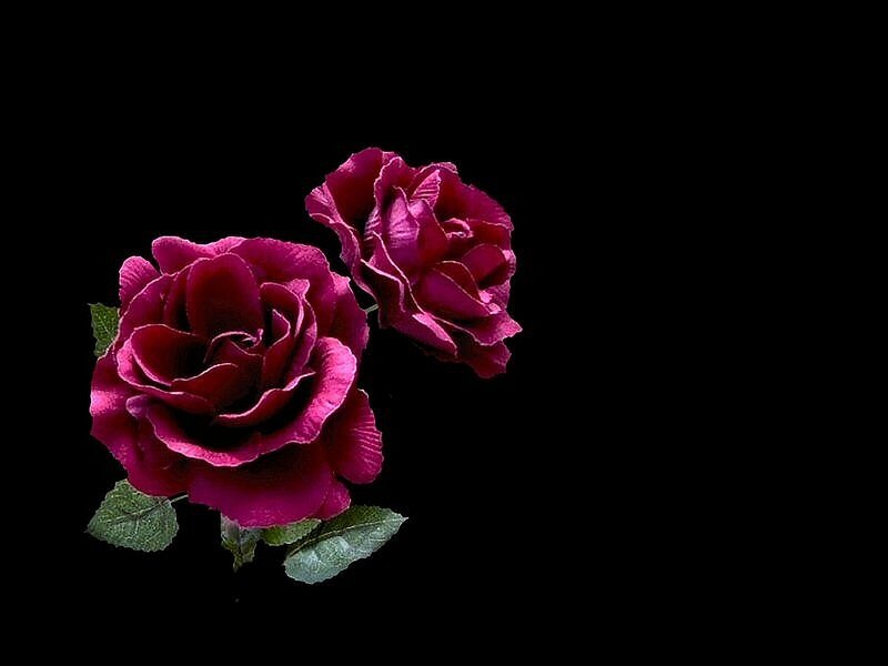 Two Purple Roses — Dramatic, Photograph