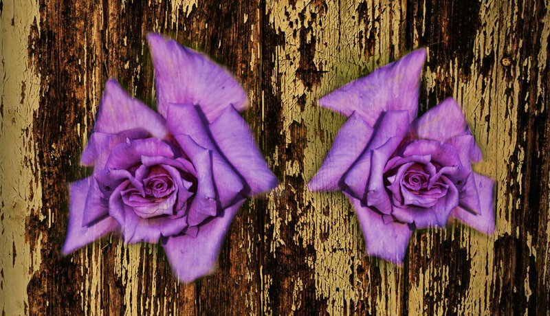 Two Purple Roses — Dramatic, Photograph, Wood