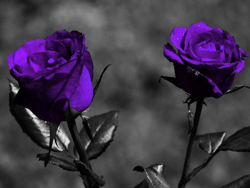 Two Purple Roses — Dramatic